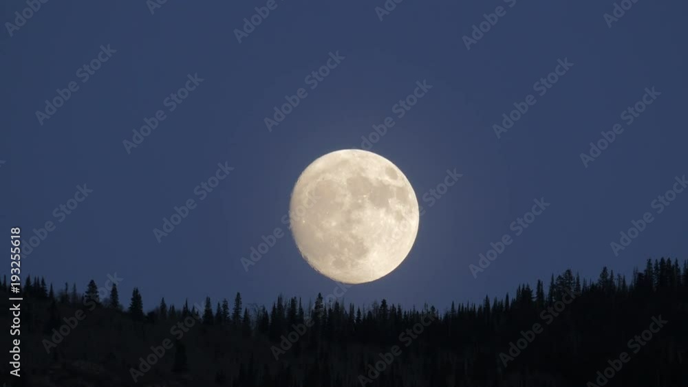Full Moon Rising Over Pine Tree Forest. Full Moon Rising Over Pine Tree Forest.