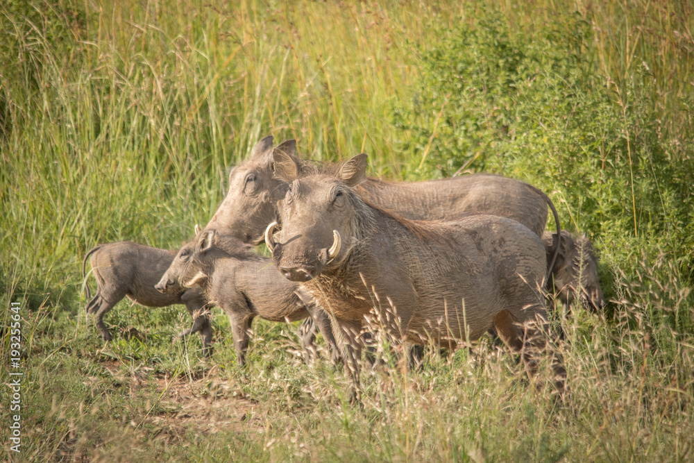 The Warthog Family The Warthog Family