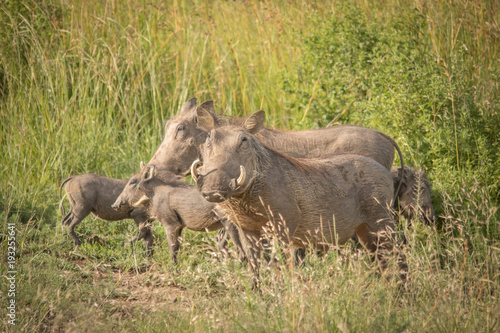 The Warthog Family