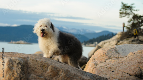 Old English Sheepdog outdoor portrait walking in nature overlooking water photo
