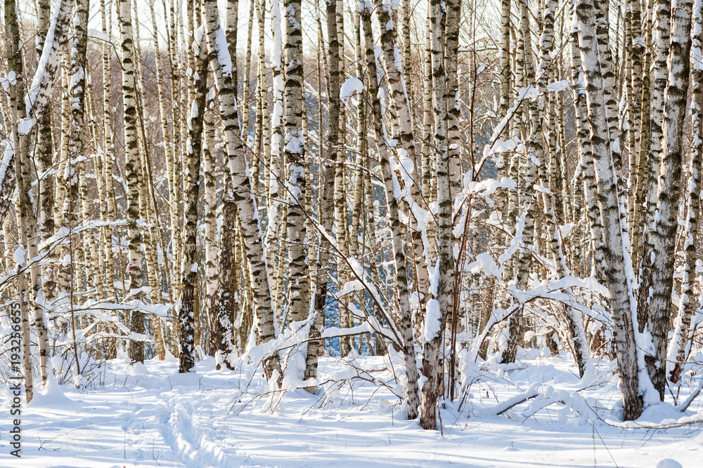 Obraz premium Snow covered birch trees in a winter forest