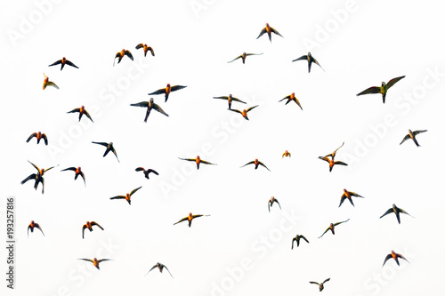 Macaw and Sun Conure Flock of flying in the sky. © MrPreecha