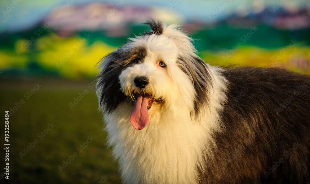 Old English Sheepdog outdoor portrait against mural Old English Sheepdog outdoor portrait against mural