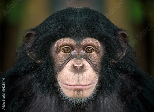  chimpanzee face .