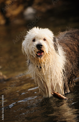 Old English Sheepdog outdoor portrait standing in water