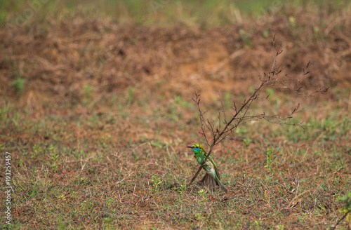 Green Bee-eater (Merops orientalis) © Abhishek