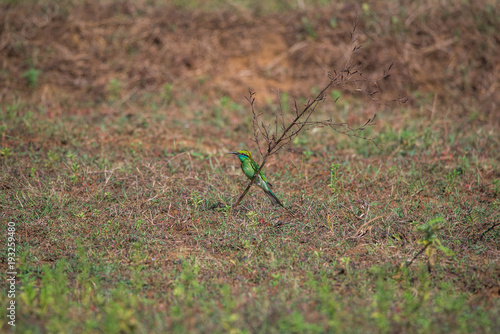 Green Bee-eater (Merops orientalis) © Abhishek