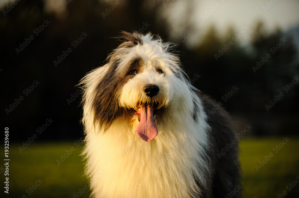 Old English Sheepdog outdoor portrait in park 