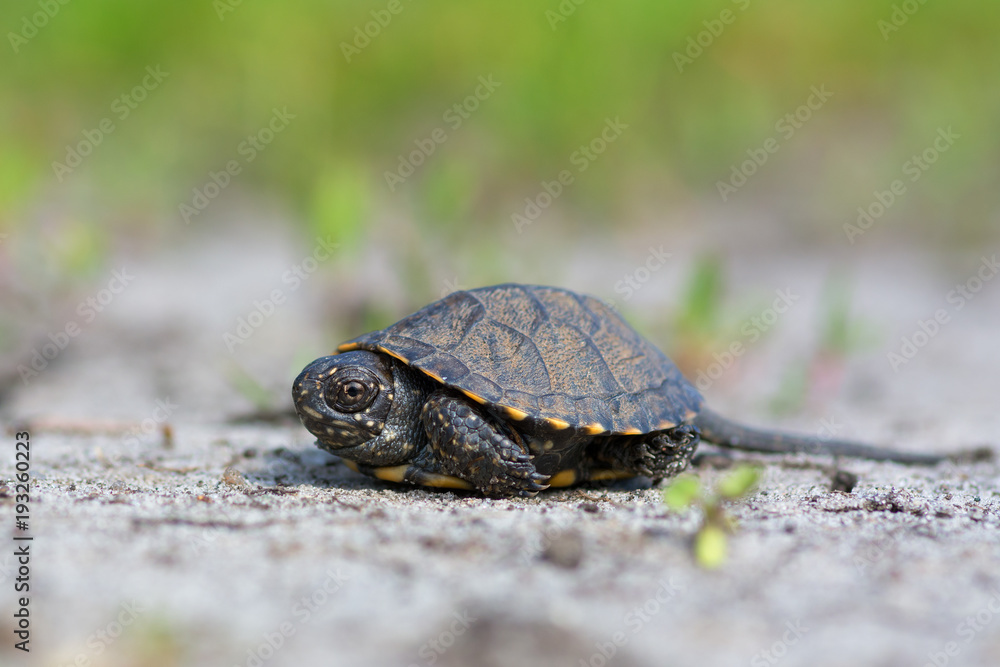 Obraz premium European pond turtle (Emys orbicularis)