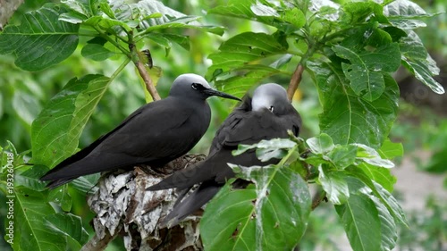noddy tern and sleeping mate on a nest at heron island on the great barrier reef of australia photo