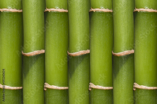 Fototapeta Naklejka Na Ścianę i Meble -  a lot of green bamboo sticks formed into a single background