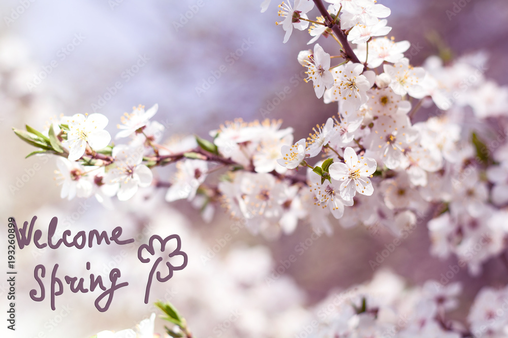 Branch of cherry blossom with beautiful white flowers. Hello Spring. Hand drawn lettering. Selective focus