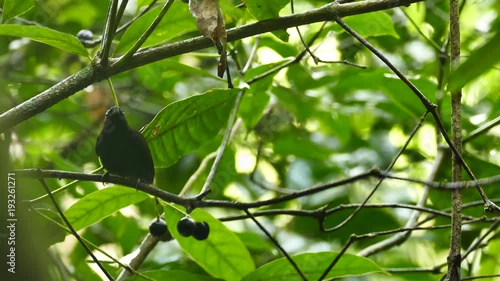 Blue-Crowned Manakin feeding and flying back and forth between fruit and branch photo