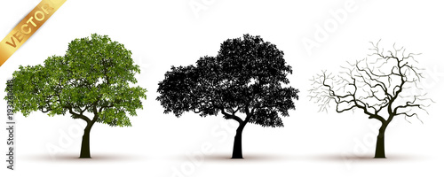 tree with a realistic