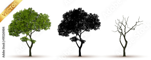 tree with a realistic