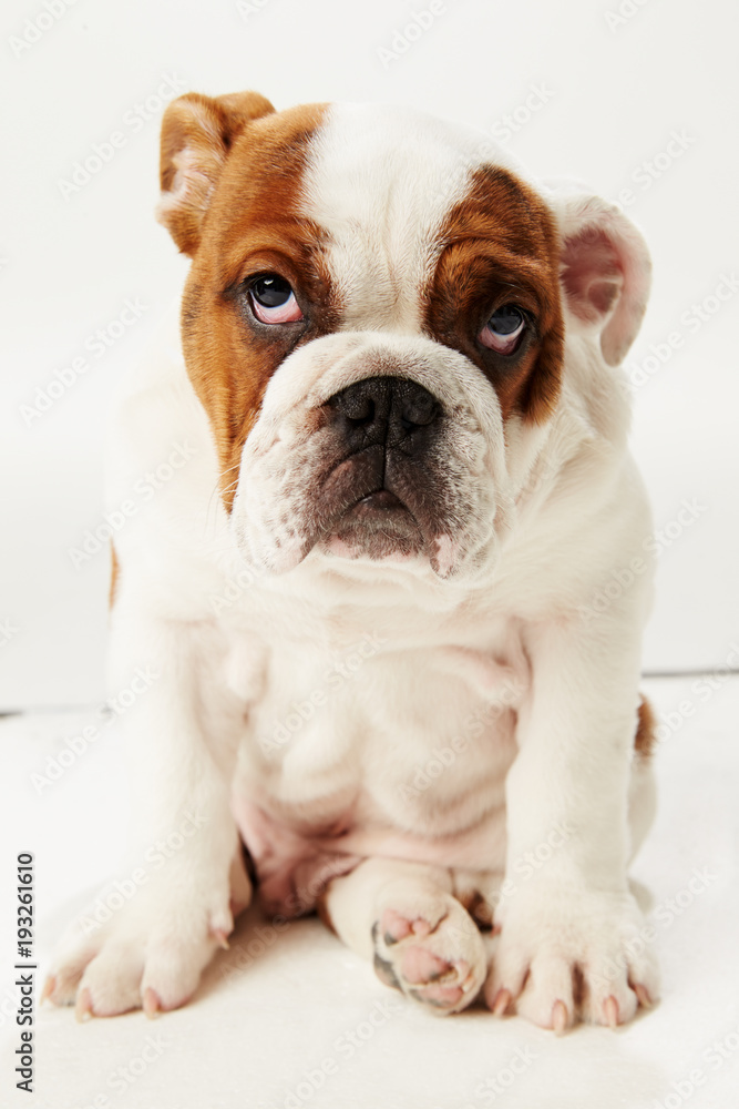 Studio Shot Of British Bulldog Puppy Sitting On White Background