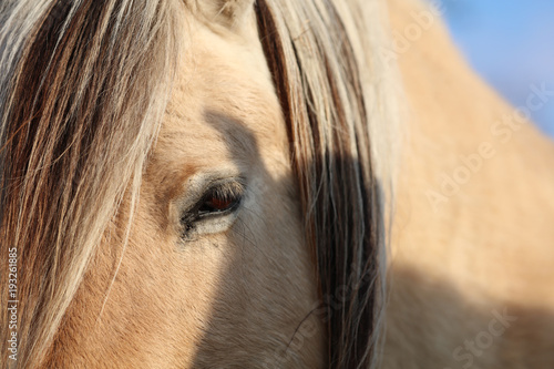 Pferd Mähne und Augen