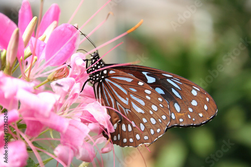 Wunderschöner tropischer Schmetterling auf Rosa Blüten