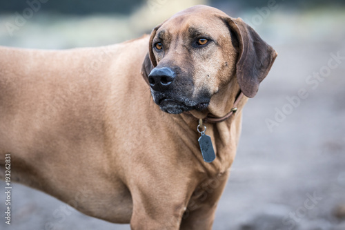 Rhodesian Ridgeback