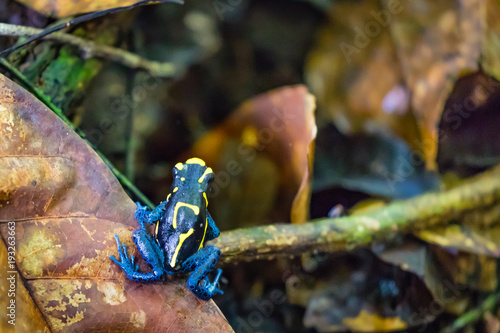 Frogs in the  jungle of Surinam
