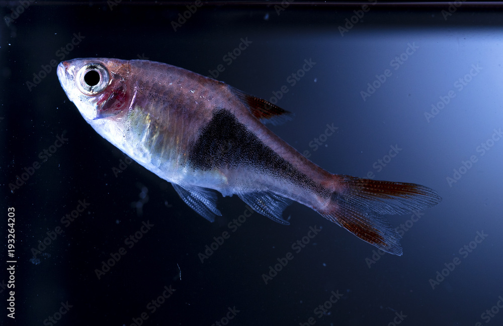 Fototapeta premium Aquarium fish