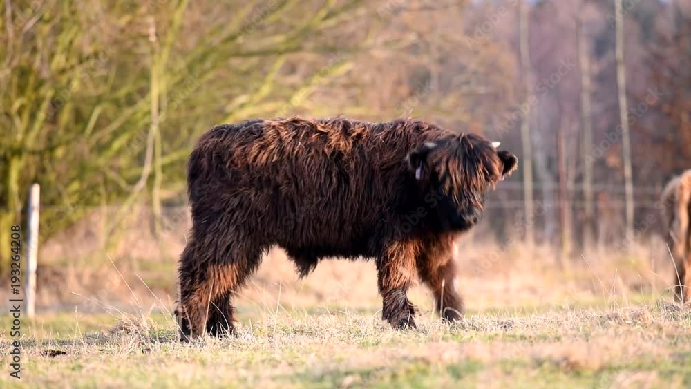 Highland cattle cow on grazing. Highland cattle cow on grazing.
