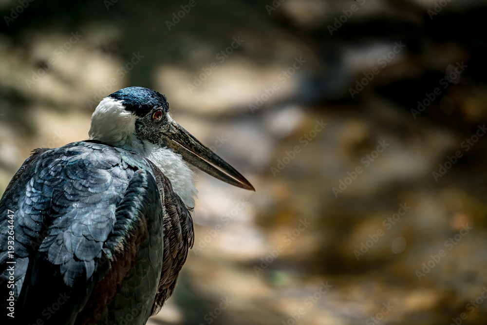 Naklejka premium white-necked Stork