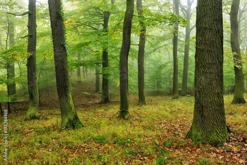 Fototapeta Naklejka Na Ścianę i Meble -  Naturnaher Eichenwald mit leichtem Nebel