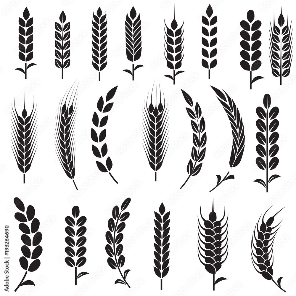 Wheat seeds isolated on white Wheat seeds isolated on white