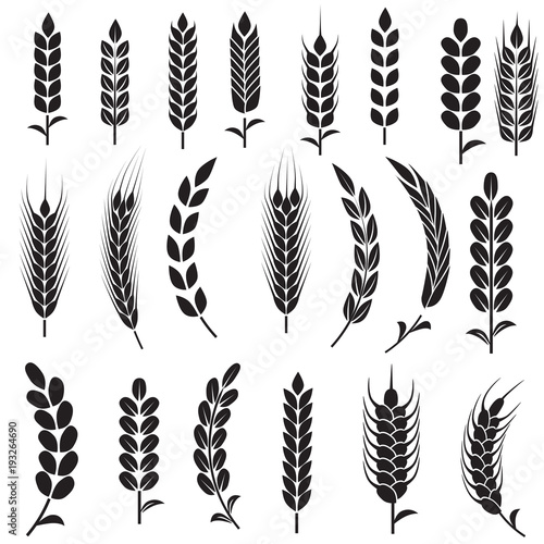 Wheat seeds isolated on white