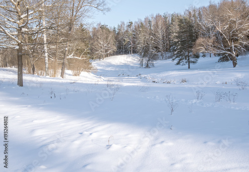 Glade with forest illuminated by the winter sun