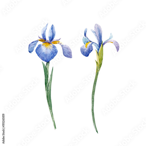 Watercolor iris vector set