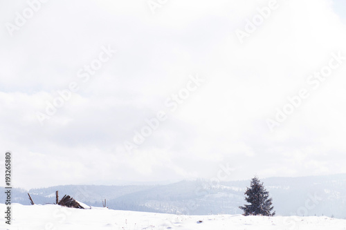 Winter snowy fir trees    © 2207918