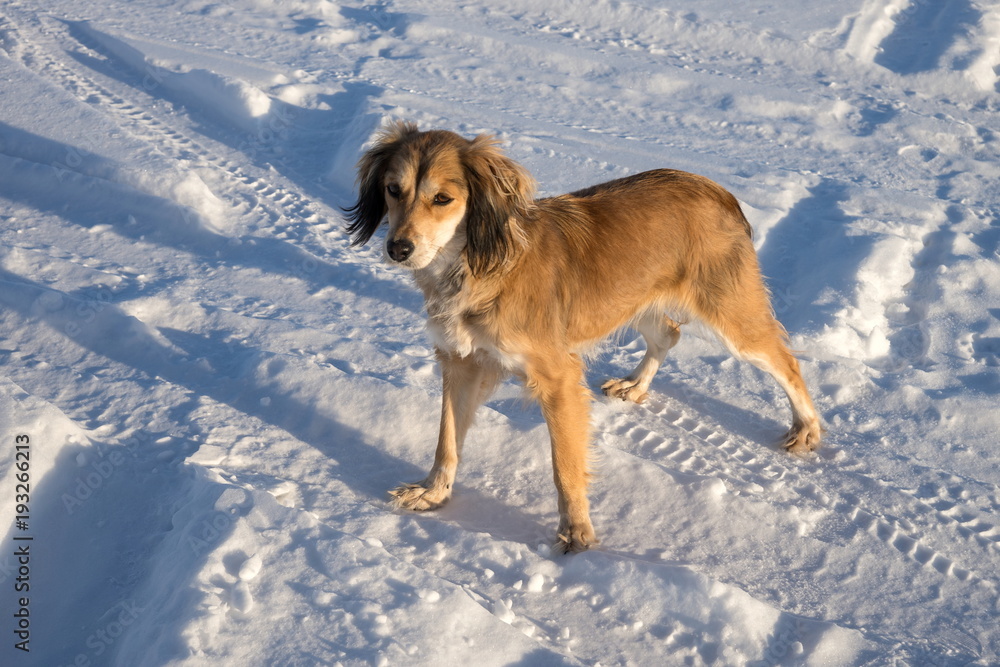 A small red dog stands on a snow-covered road, on a sunny day. A small red dog stands on a snow-covered road, on a sunny day.