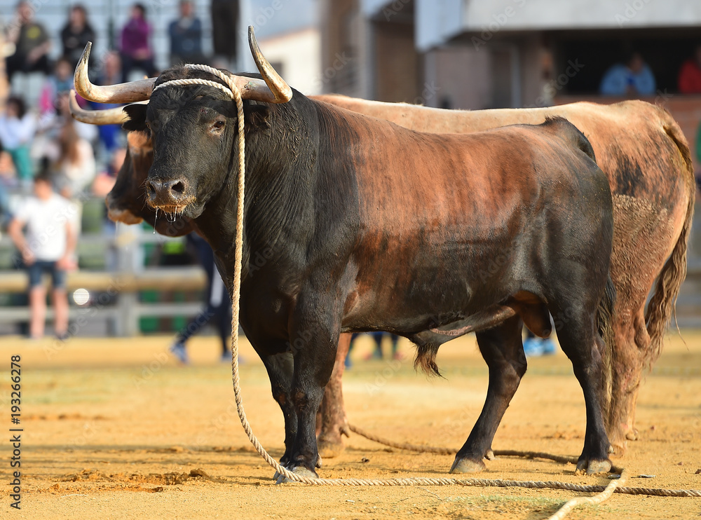 bull in spain bull in spain