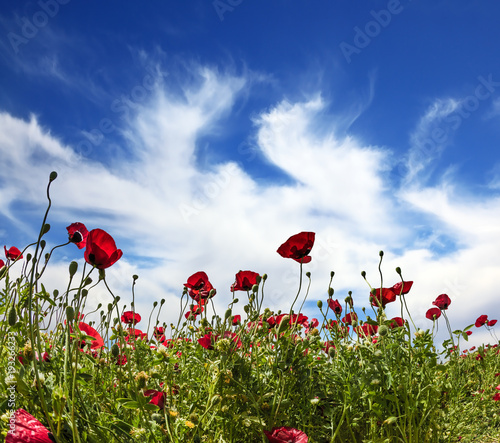 Fields of blossoming red anemones