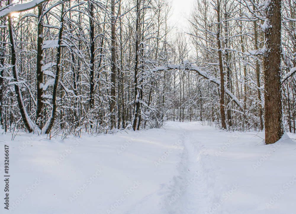 Obraz premium Winter forest after a heavy snowfall