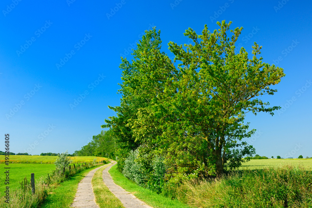 Rural Landscape in Spring, Agricultural Road through green Fields
