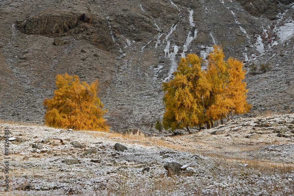 Autumn Landscape With A Group Of Birches With Bright Yellow Foliage And Freshly Fallen Snow On Grass.Mountain Autumn Landscape With First Snow And Yellow Birch. Altai, Russian Birch Landscape