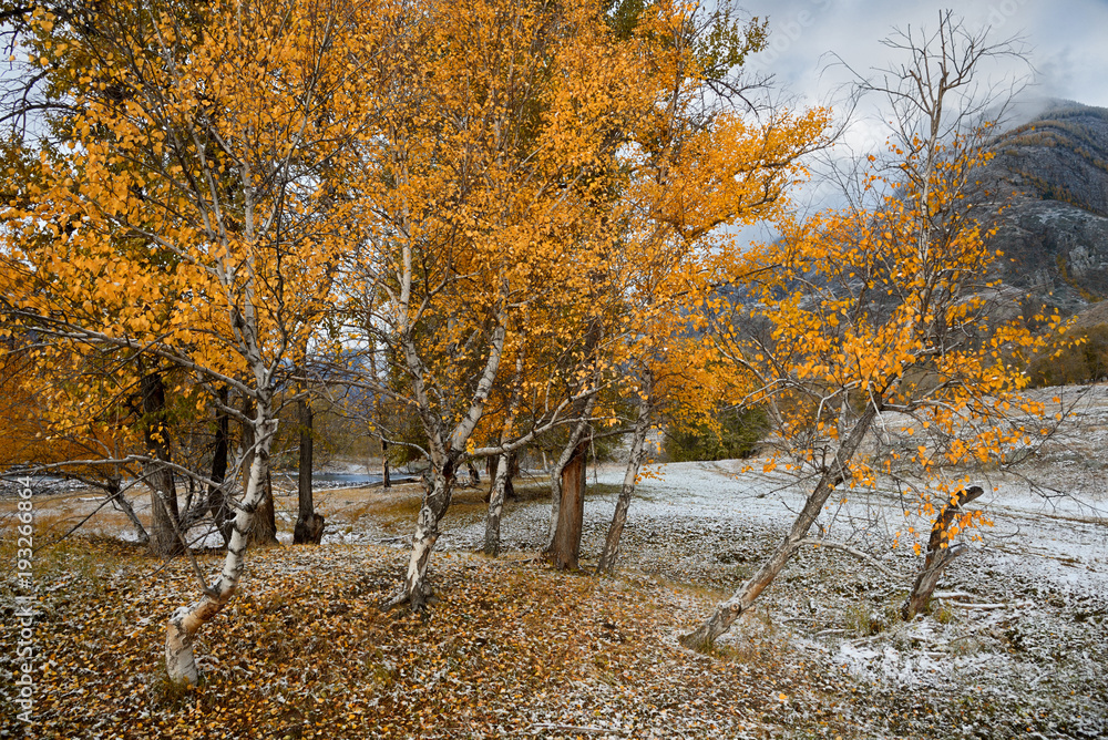 Autumn Landscape With A Group Of Birches With Bright Yellow Foliage And Freshly Fallen Snow.Mountain Autumn Landscape With First Snow. Birch foliage on the first snow. Altai, Russian Birch Landscape