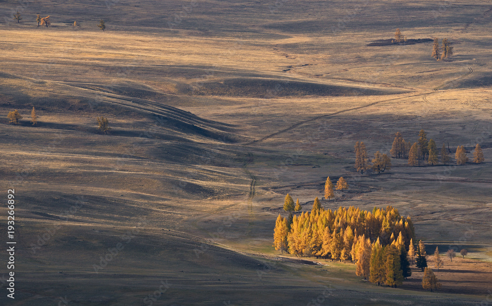 Autumn Mongolian landscape: high-altitude steppe with small groves of larch, illuminated by the sun. Roads in the steppe. Western Mongolia, Plateau Ukok Autumn with yellow trees