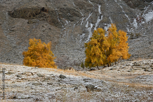 Autumn Landscape With A Group Of Birches With Bright Yellow Foliage And Freshly Fallen Snow On Grass.Mountain Autumn Landscape With First Snow And Yellow Birch. Altai, Russian Birch Landscape