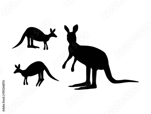illustrazione vettoriale di canguro su sfondo bianco
