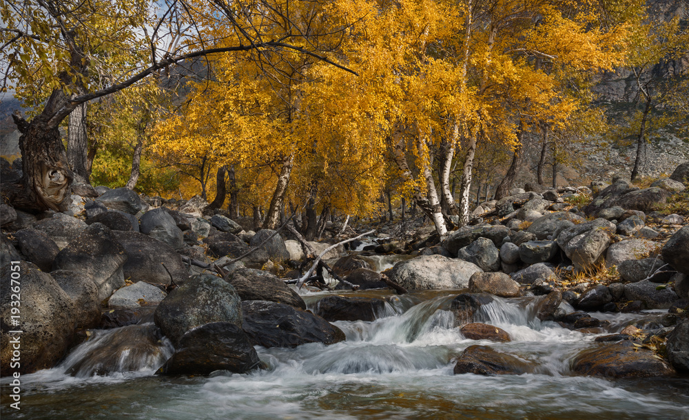 Autumn Landscape With Several Yellow Birches And Cold Creek. Autumn Mountain Landscape With River And Birch. Birch On The Bank Of A Stream Flowing Among The Stones. Birch And River. Altai,Russia.