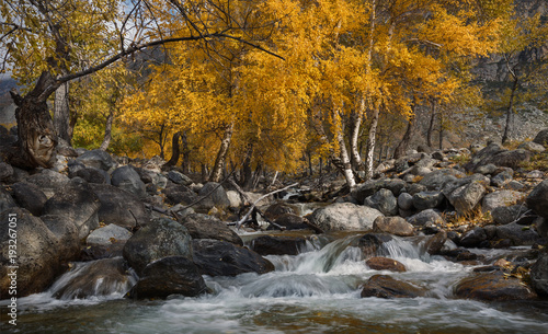 Autumn Landscape With Several Yellow Birches And Cold Creek. Autumn Mountain Landscape With River And Birch. Birch On The Bank Of A Stream Flowing Among The Stones. Birch And River. Altai Russia.