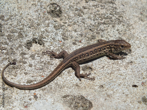 Lizard on a concrete slab