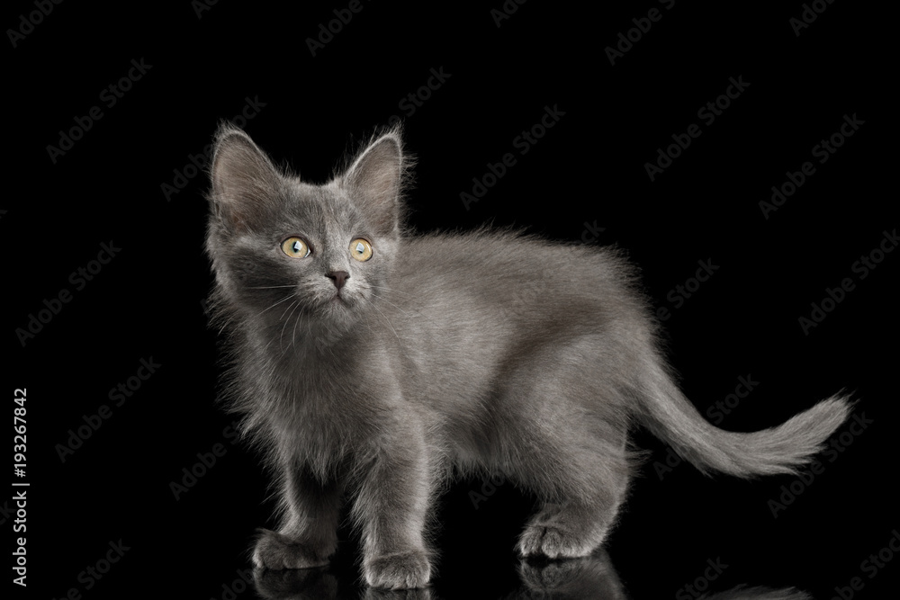 Cute Gray Kitten Standing and Looking up on Isolated Black Background