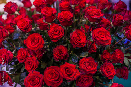 Many buds of red roses.