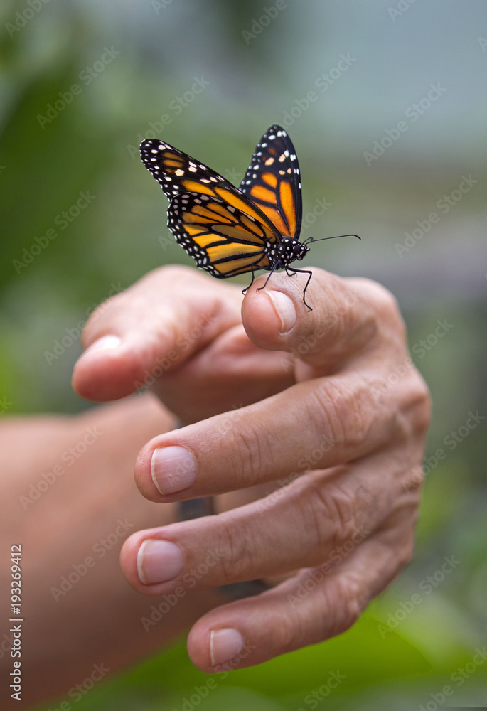 Fototapeta premium Monarchiczny motyl na mężczyzna ręce