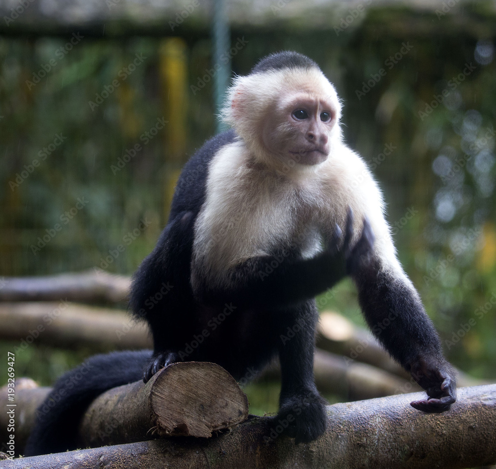 White faced monkey on a branch White faced monkey on a branch